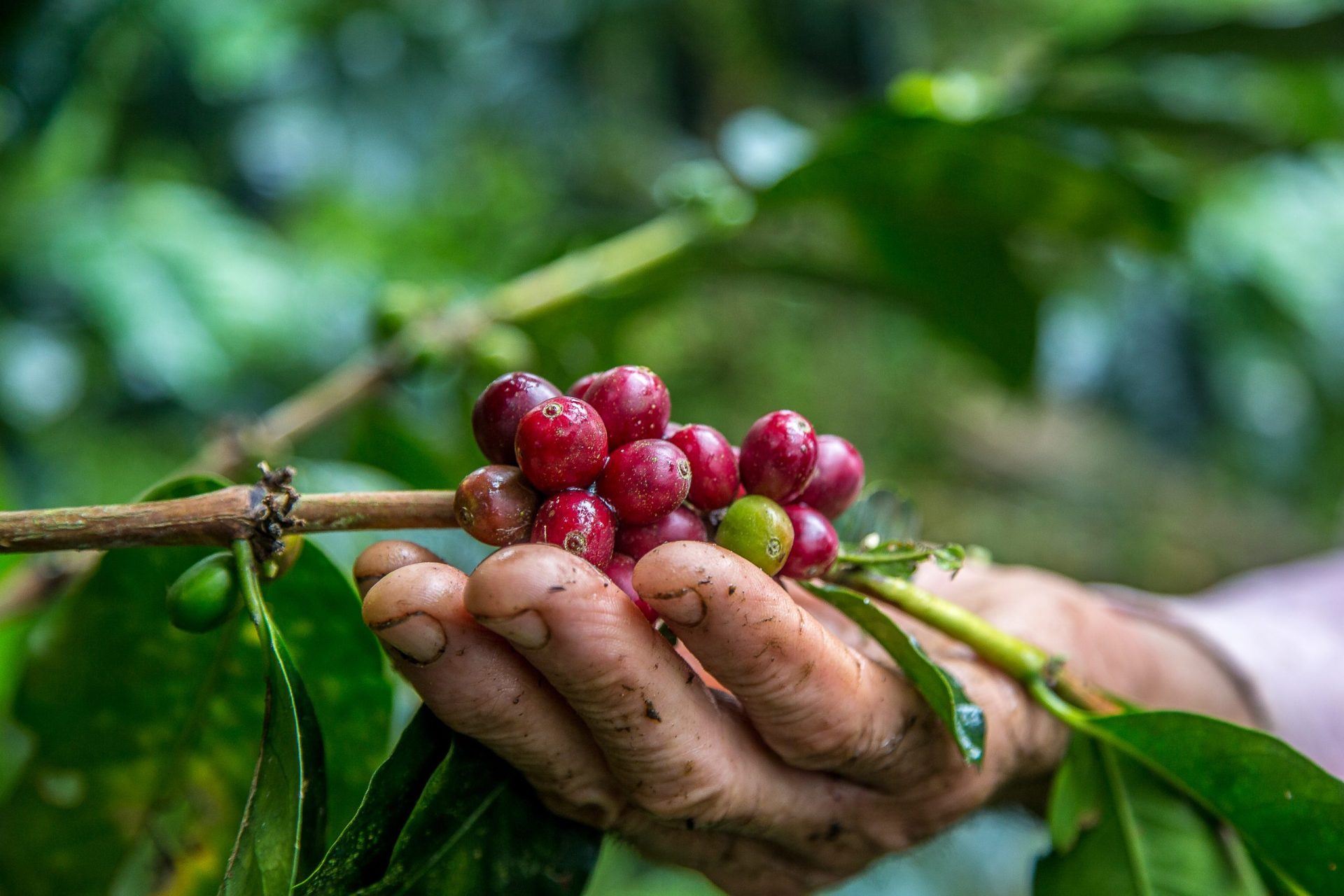 Closeup shot of male hand picking cherry red coffee beans on the tree